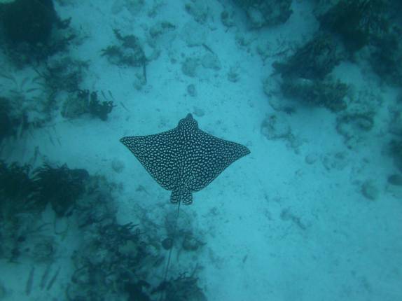Uma sempre bela arraia chita durante snorkel em Tobacco Caye, na grande barreira de corais de Belize